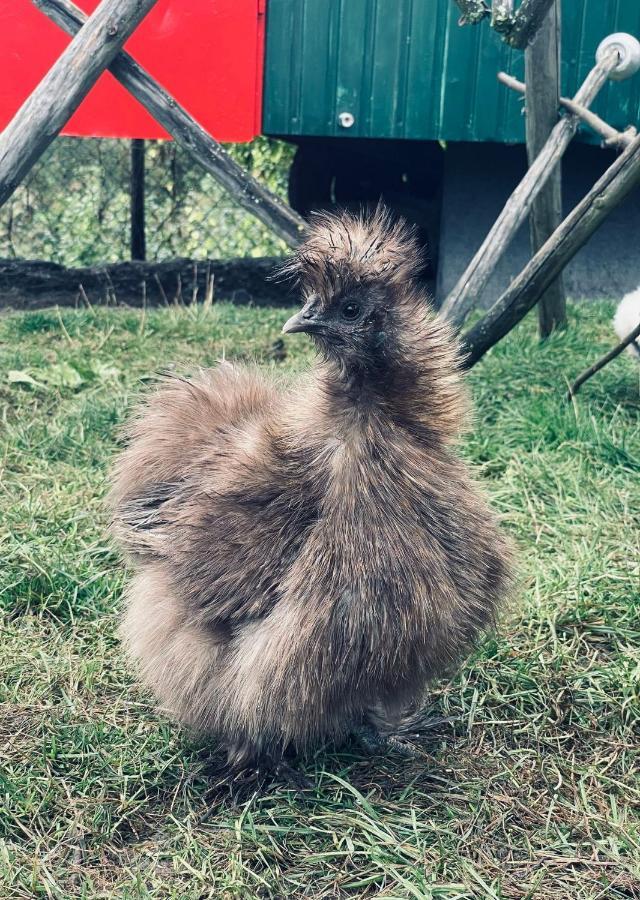 Ferienwohnung Seidenhuhn Kiefersfelden Bagian luar foto