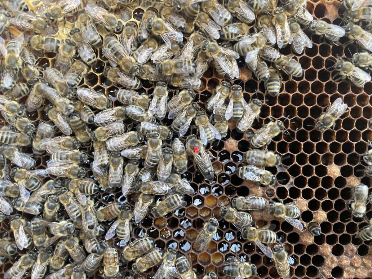 Ferienwohnung Seidenhuhn Kiefersfelden Bagian luar foto