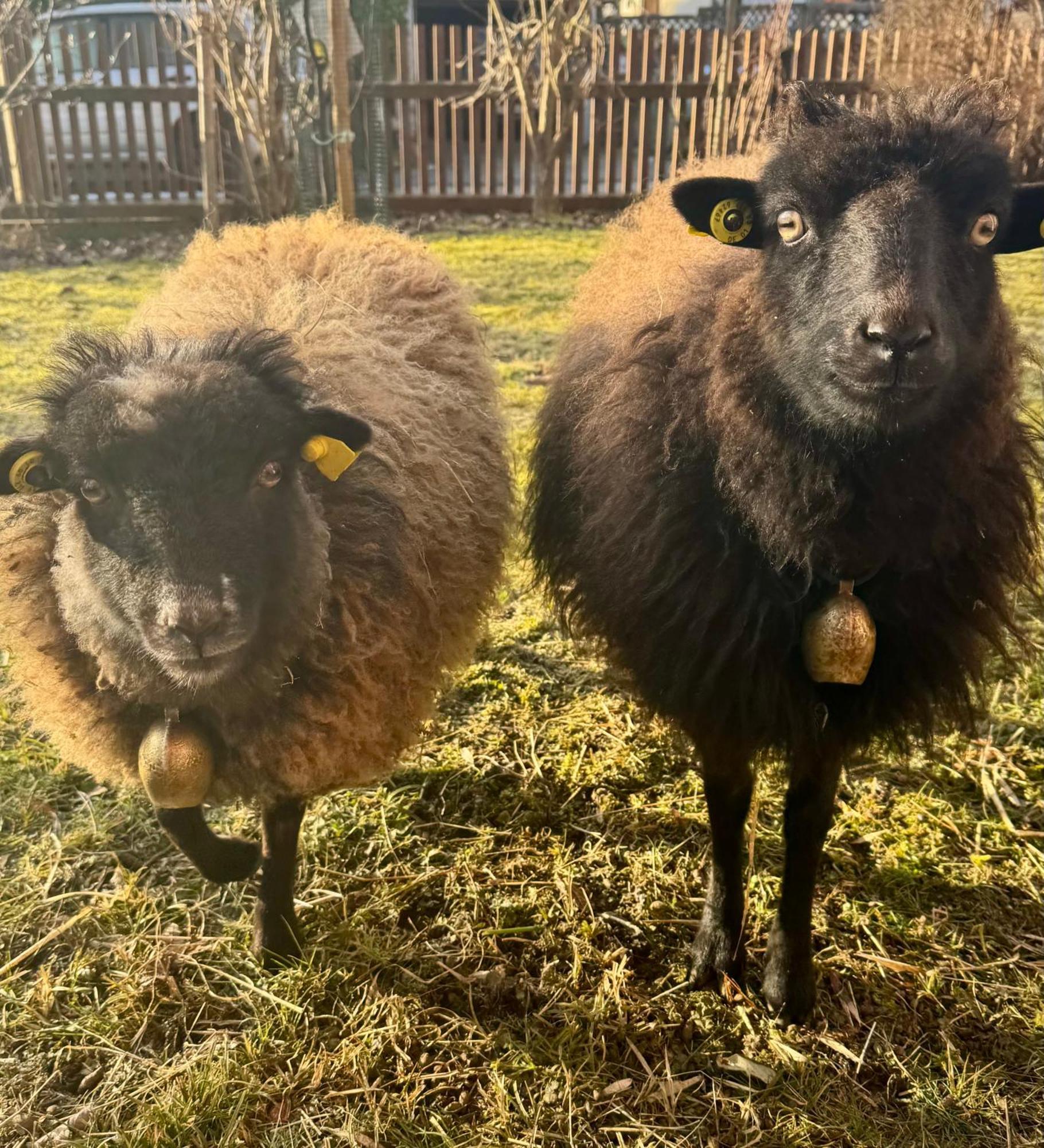 Ferienwohnung Seidenhuhn Kiefersfelden Bagian luar foto
